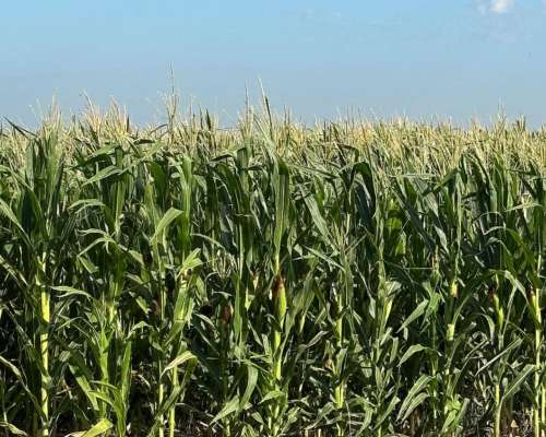 Alquilo 300 Has Agrícolas Rastrojo Maíz