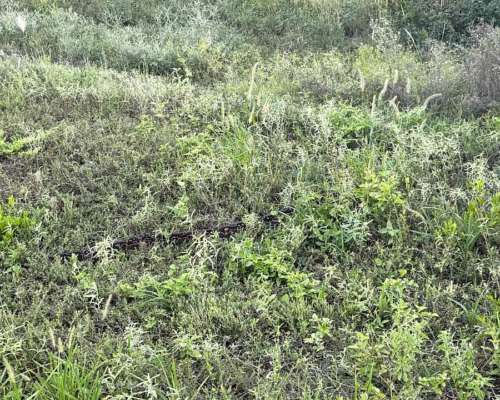 Remax Vende Campo Ganadero Sobre Ruta 34 Mailin