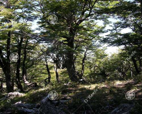 Campo en Venta de 486 Has Bariloche, Alto Rio Chubut
