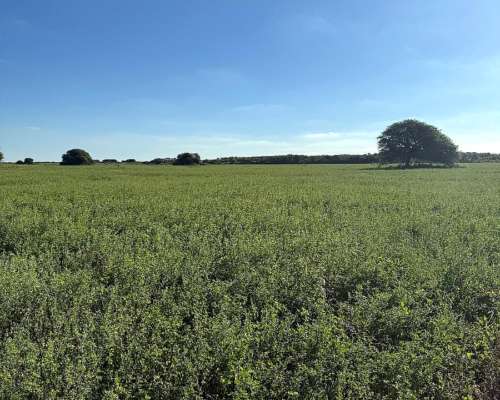 Dispongo de Campo para Capitalizar Hacienda en Ceres,sta FE