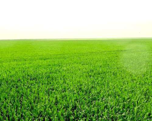 Campo Mixto 1500 HA, Pila (bs. AS)