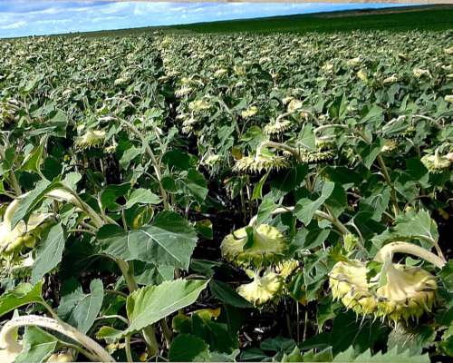 Villa Mercedes SUR (travesia) 1.900 Has Agricolas