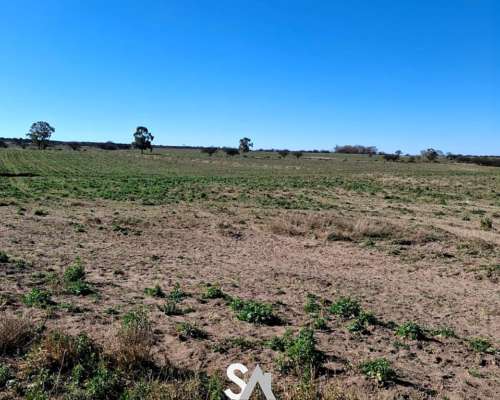 Se Vende Campo Ganadero de 415 en General Acha, la Pampa