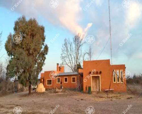 Campo Cría- Recría 74.000 Has Mendoza