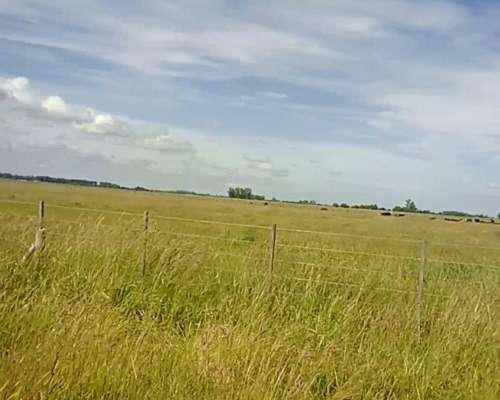 Navarro: Campo 330 Has