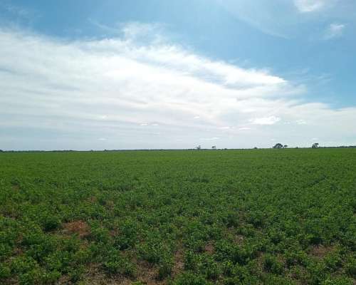 520 Ha Agrícolas en Venta Norte de Córdoba
