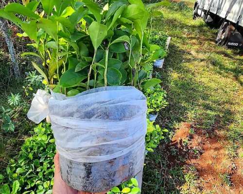 Se Vende Chacra de 48 Ha en Apostoles Misiones. 28 Ha con YE