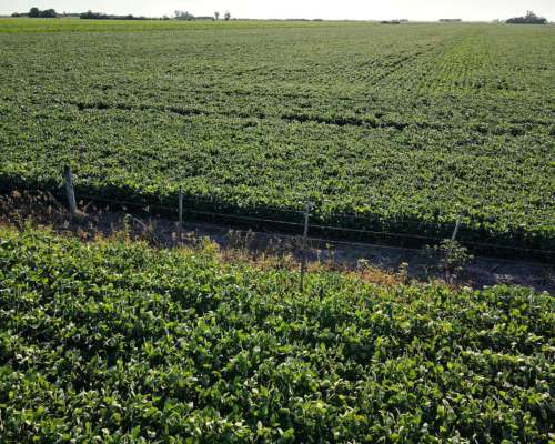 26 Ha Agrícolas. Suelo Clase 1. Depto San Jerónimo.