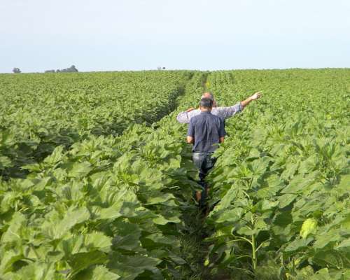 480ha en 25 de Mayo Agricolas Pcia de Bsas Soja Maiz Girasol