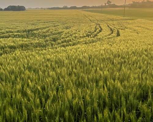 Pintoresco Campo de 70 Hectáreas Agrícolas