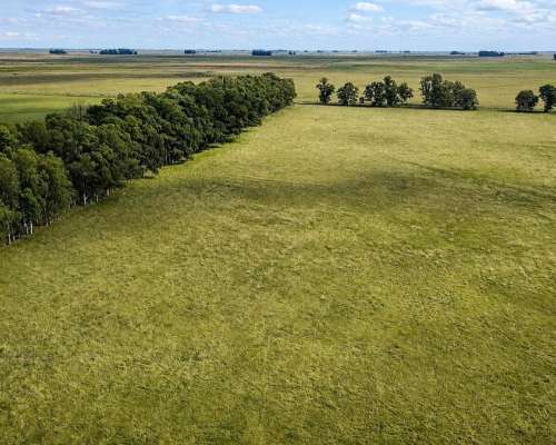 Martin Colman, Rauch, Buenos Aires - 550 Ha
