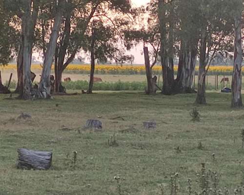 Campo Mixto 32 Hectáreas con Casco Roque Pérez