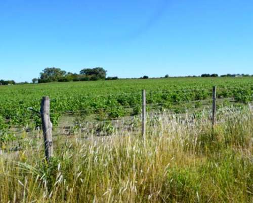 16 HA. Sobre Autovía 14 - Concepción del Uruguay (er)