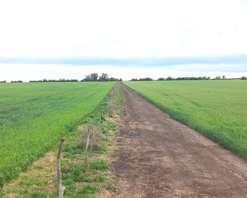 Campo Mixto 480 Hectareas