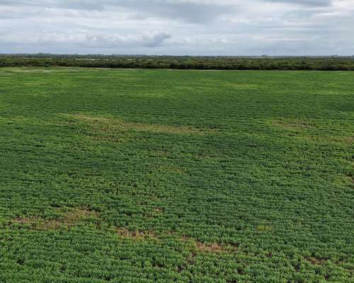 115 Has Aptitud Agrícolas SA Pereira las Colonias Santa FE