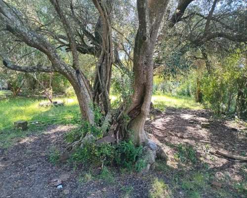 Campo Ganadero 140 HA. María Grande. Solo Interesados
