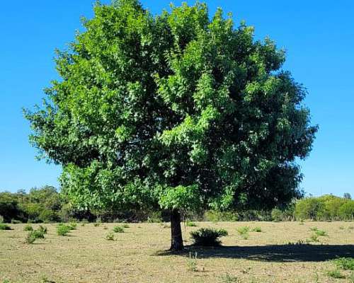 1 Ha y Media Entre San José y Colón