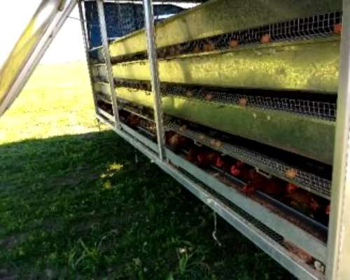 Gallinero Móvil Ibarrola para 75 - 175- 350 - 500 - 650 - 85