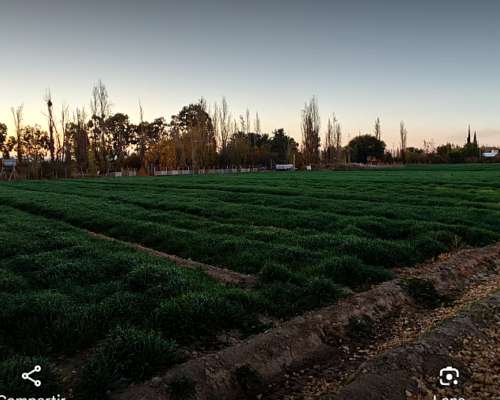 Finca Lista para Trabajr
