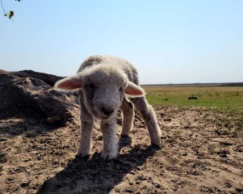 Campo para Búfalos o Ganado Vacuno en Concepcion Corrientes