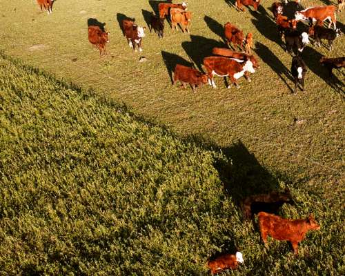 Arocena 230 Has Ganaderas. Instalaciones. Campo en Venta