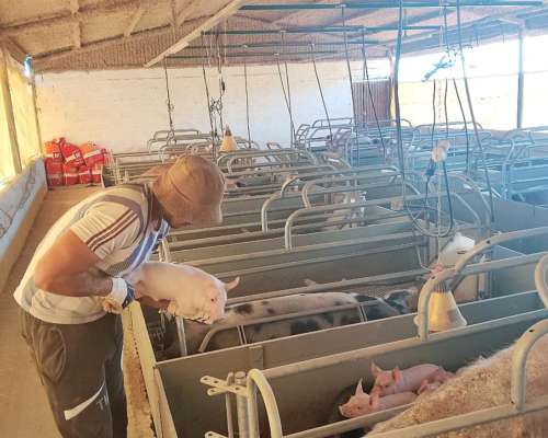 Encargado de Campo, Tambo, Granja Porcina