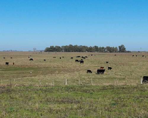 Pcia. de Buenos Aires - Gorch 860 Ha