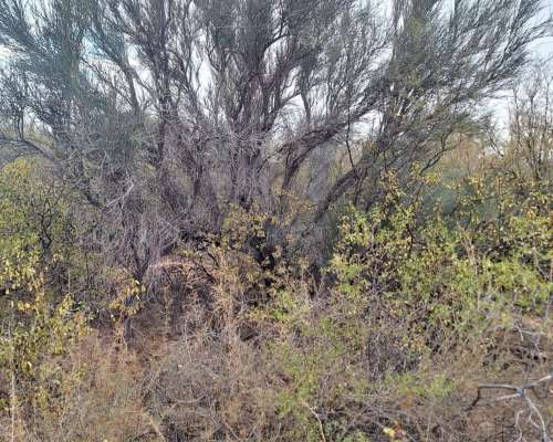 Punta de los Llanos (LA Rioja)
