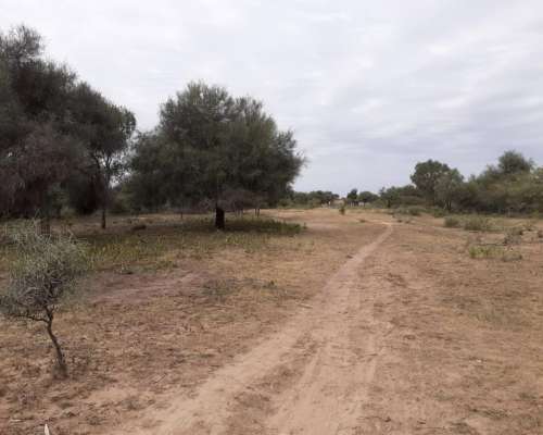 Busco Campo Agrícola en San Luis