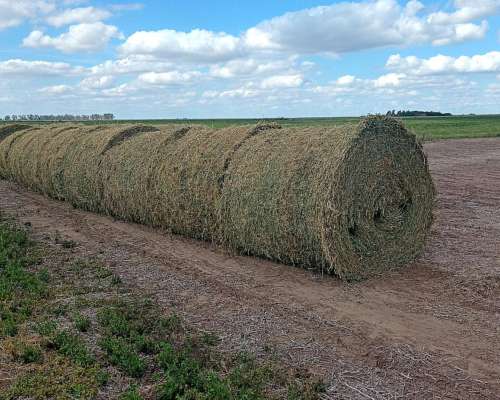 Rollos de Alfalfa 2026