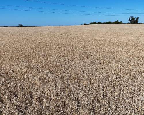 Campo Agrícola Apto Granja