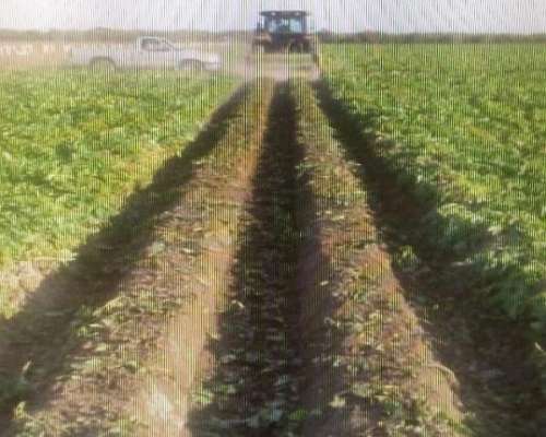 Cosechadora de Papa Agrotec Cheques sin Interés