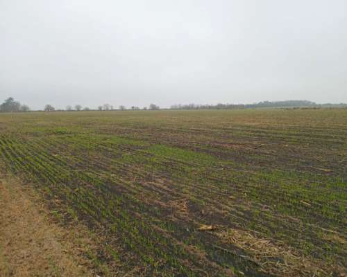 25 Ha en Nogoyá a Pocos km 12 Mayormente Agrícola