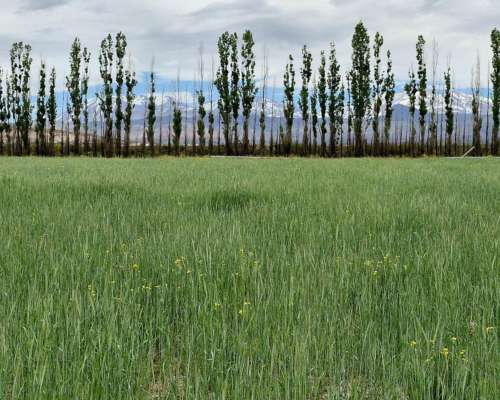 Malargue, Mendonza - 200 Ha