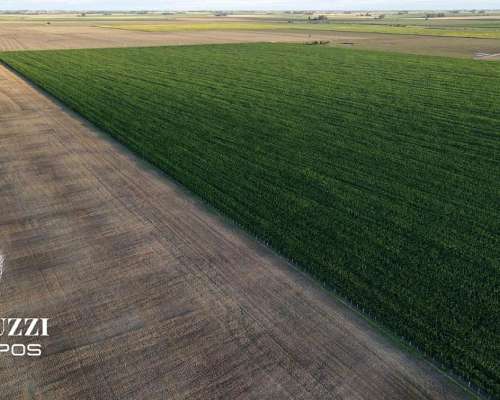 230 Ha Agricolas en los Cardos