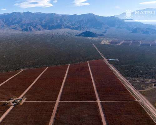 104 Has. Finca con Viñedos en el Cepillo, Mendoza