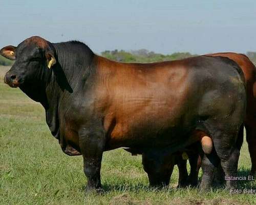 1500 Has Agricolas, Ganadera en Obispo Trejo Cordoba