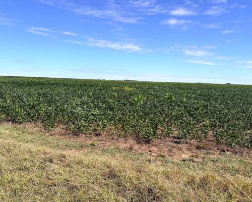 100 Ha Coronel Pringles