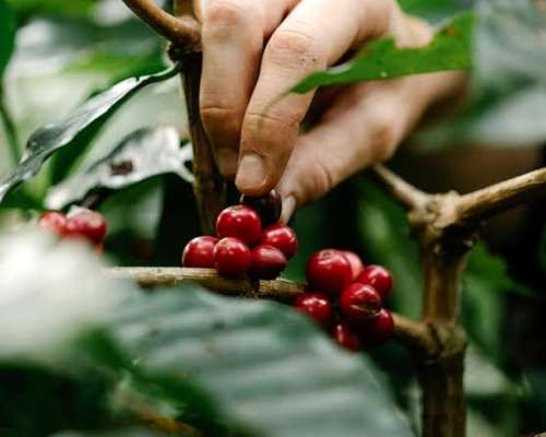 Desarrollo Productivo de Cafe en Tucuman