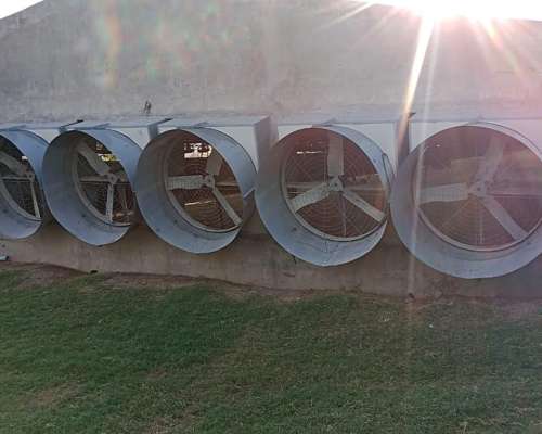 Granja Avícola. 92.000 Pollos Entre Rios