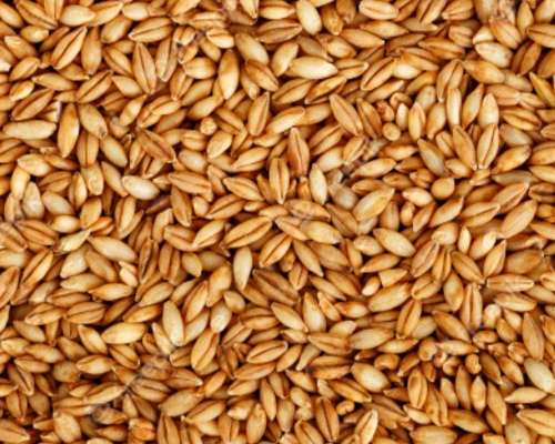 Compro Cebada Forrajera y Cervecera. Condiciones a Convenir