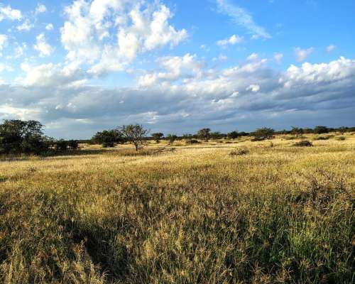 585 Ha Ganaderas en Alquiler – Santa FE