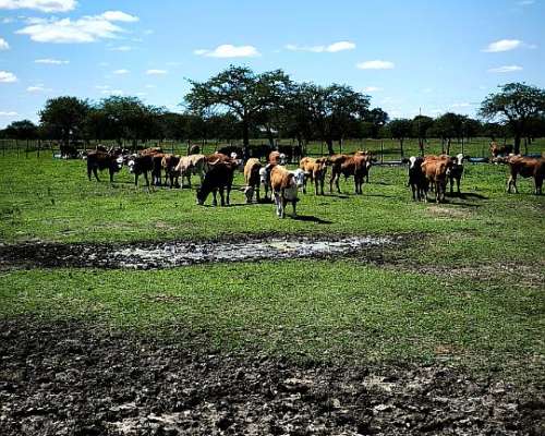 Campo Ganadero con Mejoras en Chajari