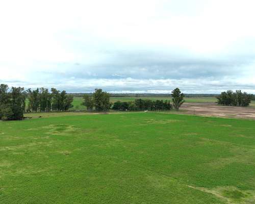 140 Has. Campo Mixto con Mejoras y Arboleda en Mercedes