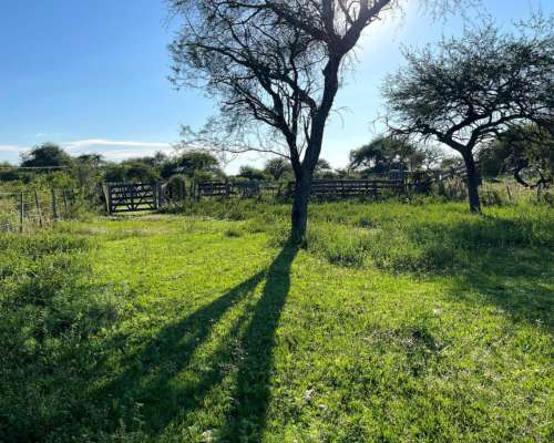 Campo Ganadero en Venta - 118 Has- Bovril, Dpto la PAZ
