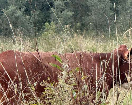 227 HA. Ganadero. Monigotes (santa Fe).