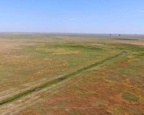 463 Has en Daireaux, BS. AS. - Ganadero - Venta