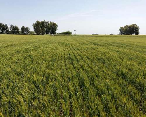 60 Hectáreas Agrícolas Sobre Ripio, Gualeguaychú.