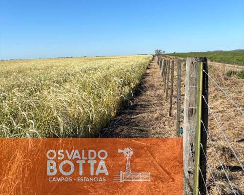 Campo Mixto en Venta, 1654has Carlos Tejedor