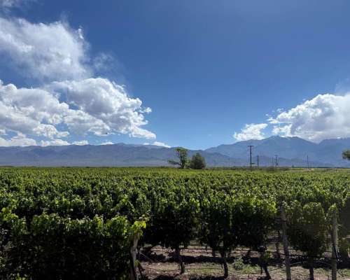 Finca con Viñedos de Alta Calidad - el Cepillo , Mendoza